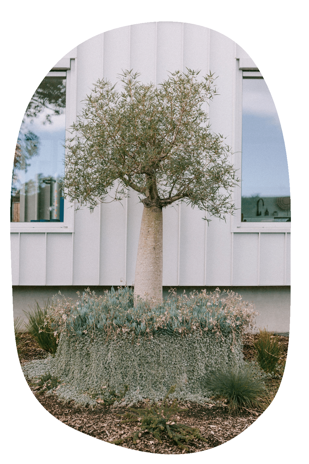 Photo of boab tree in planter with cascading plants